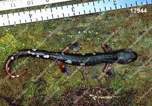 Pseudoeurycea-Aquiloeurycea sp.(Queretaro)
